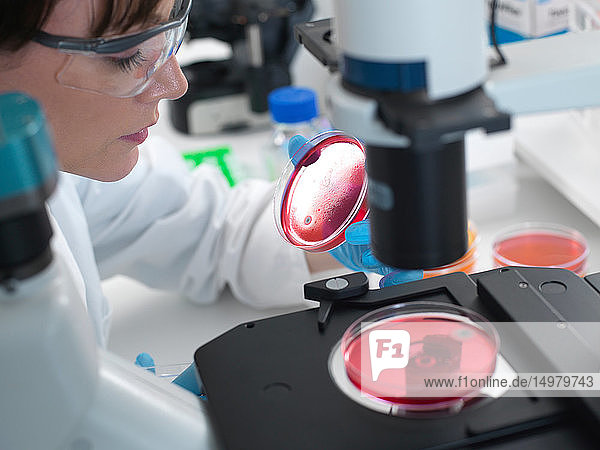 Wissenschaftlerin untersucht im Labor Kulturen  die in Petrischalen wachsen  mit dem umgekehrten Mikroskop