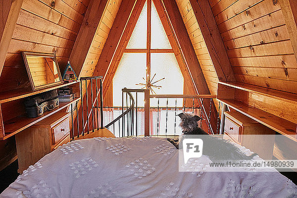 Hund auf dem Bett in einem A-Rahmen-Haus