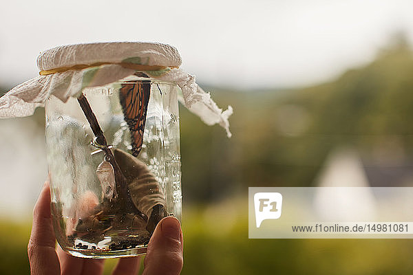 Hand holding Monarch butterfly in jar