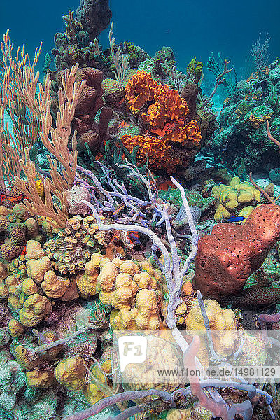 Szenische Unterwasser-Ansicht des Korallenriffs  Eleuthera  Bahamas