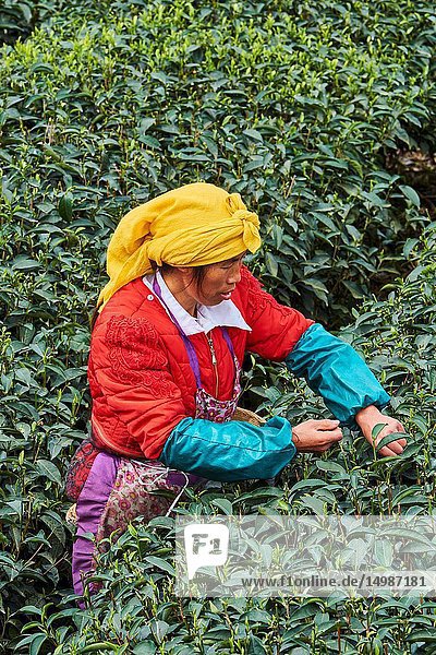 China  Sichuan province  Mingshan  statue of Wu Lizhen  tea garden  tea picker picking tea leaves.