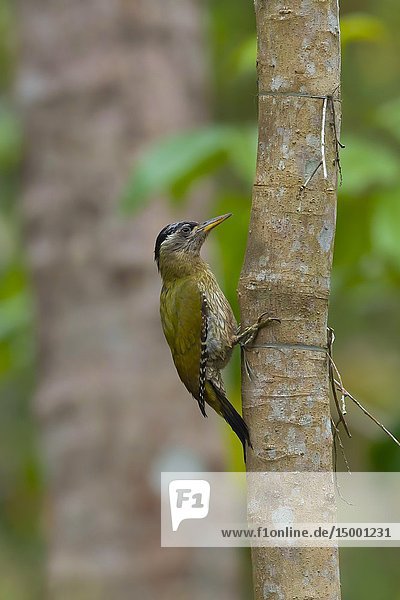 Streak throated woodpecker,  female,  Picus xanthopygaeus,  Salim Ali Bird Sanctuary,  Thattekad,  Kerala,  India.