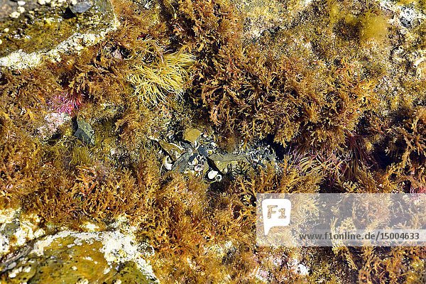Cystoseira sea brown alga and sea anemone (Anemonia sulcata). Cabo Creus  Girona province  Catalonia  Spain.