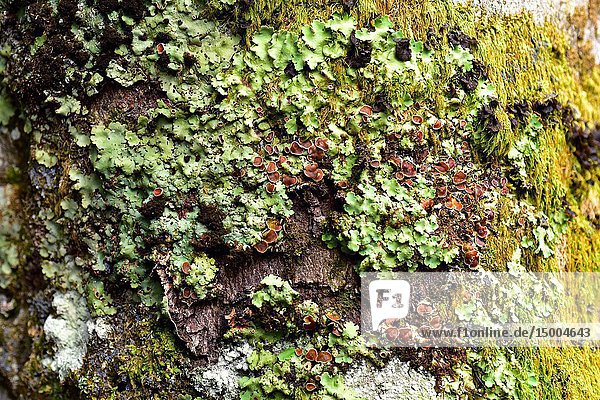 Foliose lichen Nephroma arcticum. Valle de Aran  Lleida province  Catalonia  Spain.