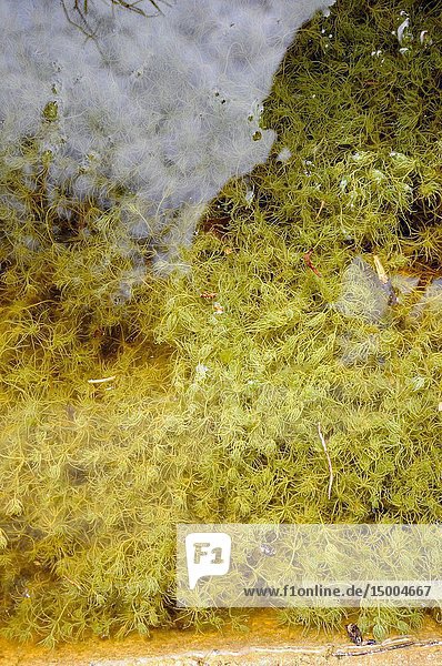 Common stonewort (Chara vulgaris) is a freshwater alga. This photo was taken in Ports de Tortosa-Beseit  Tarragona province  Catalonia  Spain.