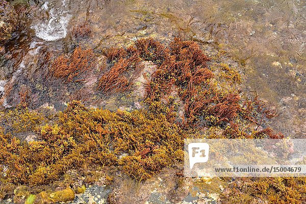 Cystoseira is a genus of marine brown algae. This photo was taken in Cap Ras coasts  Girona province  Catalonia  Spain.
