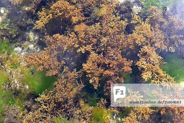 Cystoseira is a genus of marine brown algae. This photo was taken in Cap Ras coasts  Girona province  Catalonia  Spain.