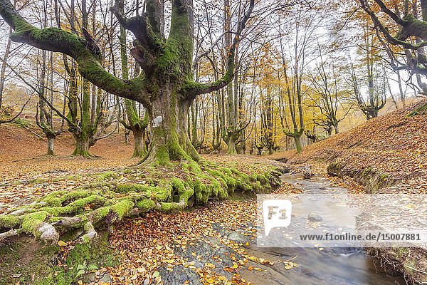 Beech trees forest of Otzarreta  Natural Park of Gorbeia  Vizcaya  Spain.