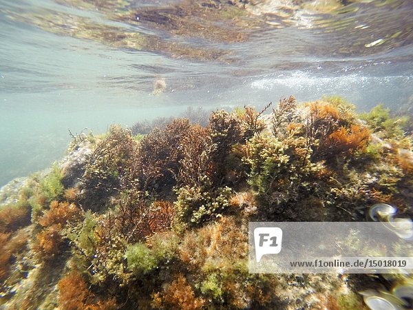 Mediterranean underwater seaweed Denia Alicante Spain.