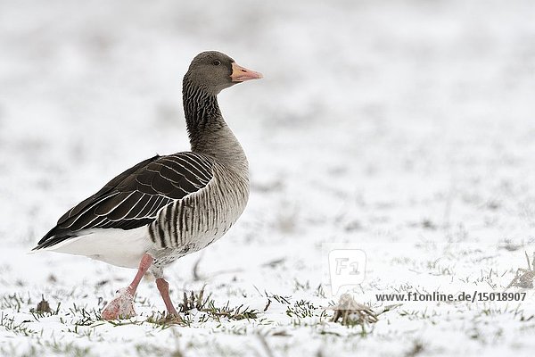 Greylag Goose ( Anser anser ) in winter  walking / strutting over snow covered farmland  careful and attentive  looks funny  wildlife  Europe.