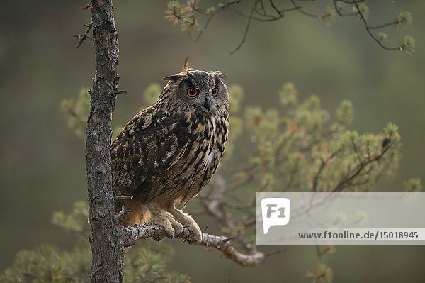 Majestic Northern Eagle Owl (Bubo bubo) perched in a pine tree  first morning light.