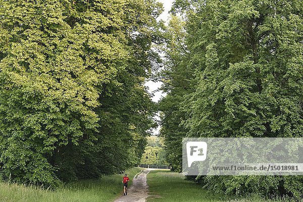 Jogger on a path in the Park of the Chateau of Rambouillet  Forest of Rambouillet  Haute Vallee de Chevreuse Regional Natural Park  Yvelines department  Ile-de-France region  France  Europe.