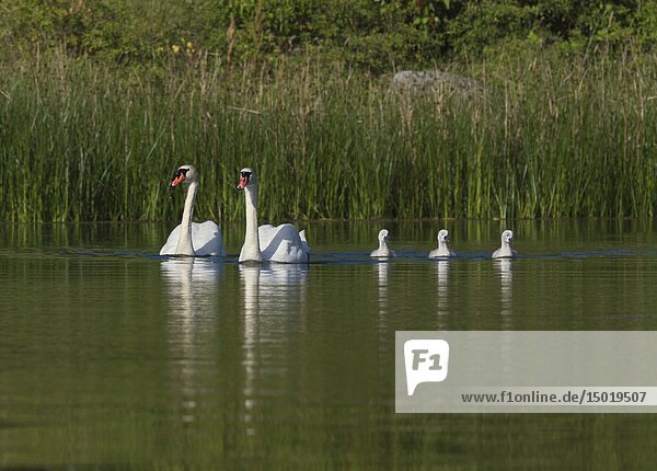 Mute Swan with chicks Smaland Sweden.