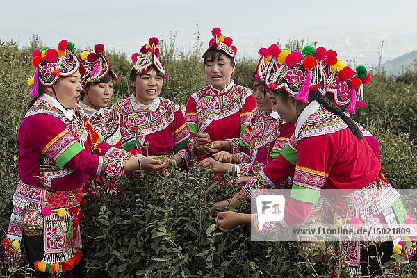 Yiliang  China - March 24  2019: White Yi women dressed in a traditional attire picking up tea leaves in Baohong mountain  Yiliang in Yunnan.