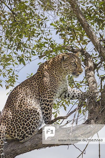 Leopard (Panthera pardus) in a tree  Masai Mara National Reserve  Kenya  Africa.
