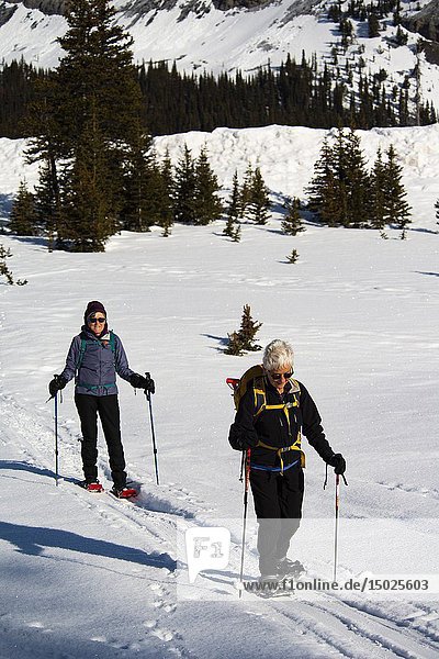 Two women snowshow up Parker Ridge  Banff National Park  Alberta  Canada.