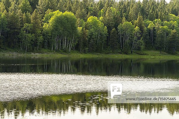 Canada  BC  Cranbrook. Wapiti Lake. A light breeze ripples the lake's surface.
