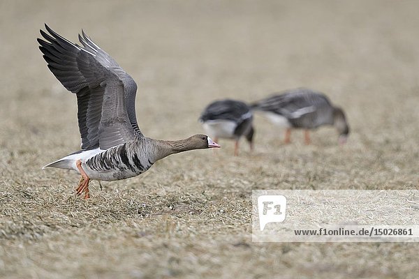 White-fronted Goose / Blaessgans ( Anser albifrons )  taking off from a stubble field with to feeding geese in the background  wildlife  Europe.