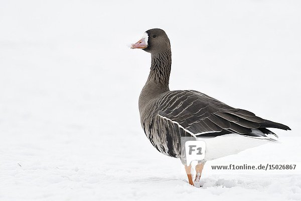 Greater White-fronted Goose / Blaessgans ( Anser albifrons )  arctic winter guest  on snow covered farmland  walking away  looks back  wildlife  Europe.