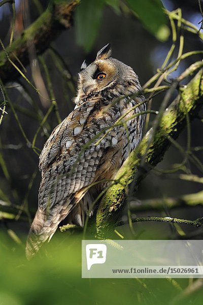 Long-eared Owl / Waldohreule ( Asio otus )  female adult  perched in a tree  watching back over its shoulder  attentive  wildlife Europe.