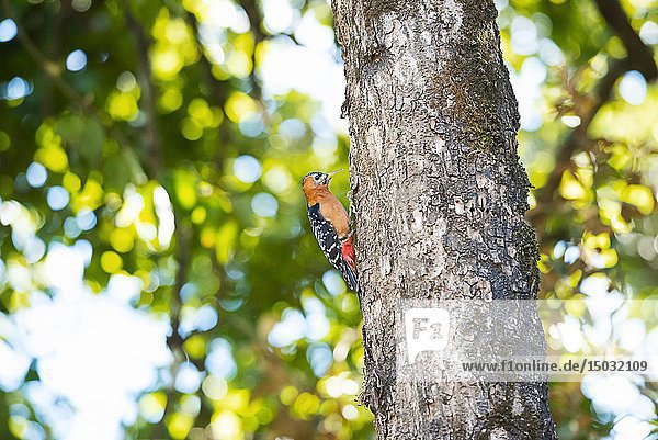 Rufous-bellied woodpecker  Dendrocopos hyperythrus  Sattal  Uttarakhand  India.