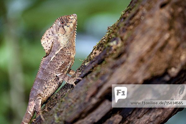 Helmeted iguana (Corytophanes cristatus) [Captive Specimen] - La Laguna del Lagarto Eco-Lodge  Boca Tapada  Costa Rica.