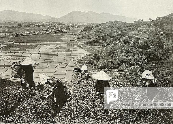 Tee auf den Hügeln und Reis in den Ebenen   1910. Schöpfer: Herbert Ponting.