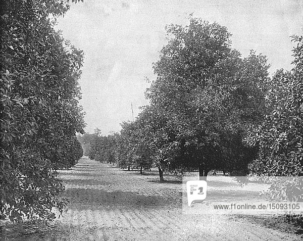 Orangenhain  Seville  Florida  USA  um 1900. Schöpfer: Unbekannt.