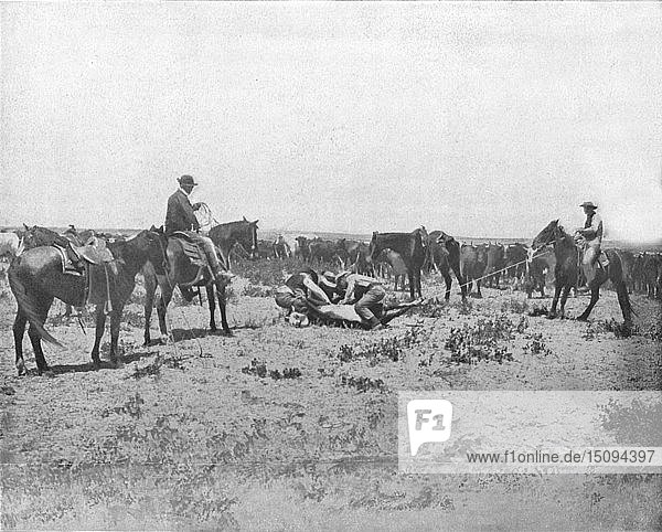 Inspecting a brand on the Prairies  USA  c1900. Creator: Unknown.