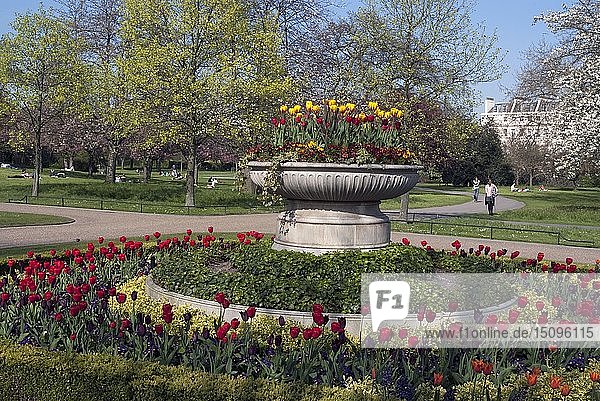 Regent's Park - Frühlingshafte Blumenpracht im Regent's Park  London  NW1. England. Schöpfer: Ethel Davies;Davies  Ethel.