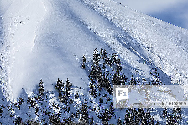 Kiefern auf einem schneebedeckten Berg in Sun Valley  Idaho  USA