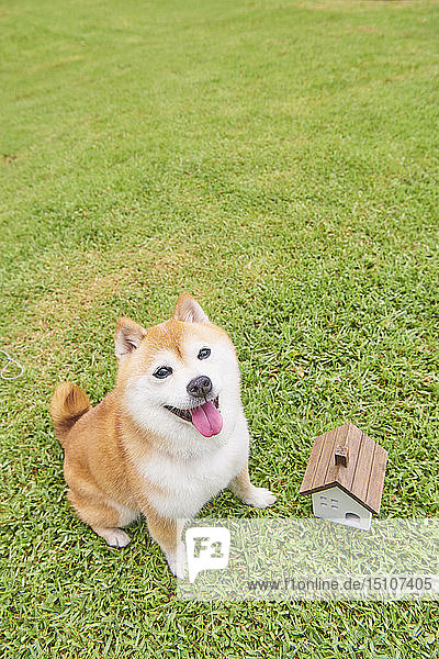 Shiba Inu Hund in einem Stadtpark