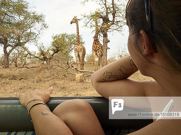 Woman watching pair of giraffes through car window  Kruger National Park  Mpumalanga  South Africa