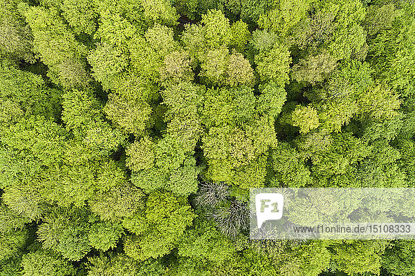 Luftaufnahme eines Waldes mit frischen  vitalen Blättern von oben im zeitigen Frühjahr  Spessart  Franken  Bayern  Deutschland