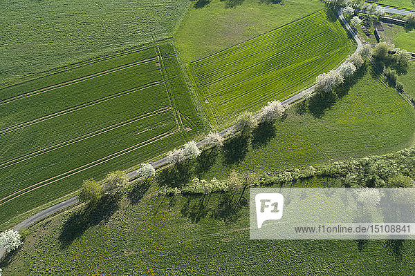 Aerial view of rural road with white blossoming trees and agricultural fields Franconia Bavaria Germany