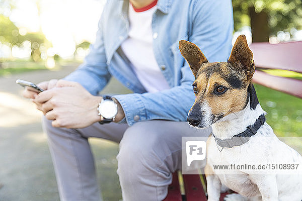 Porträt eines aufmerksamen Hundes  der auf einer Parkbank neben seinem Besitzer sitzt