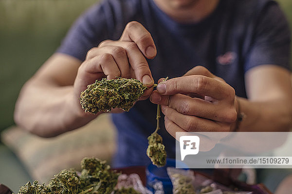 Close-up of a man cleaning marijuana buds