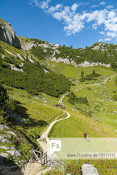 Österreich Tirol Maurach Rofangebirge Weidepferde