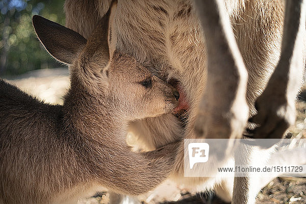 Australien  Queensland  Mama Känguru stillt ihren Joey