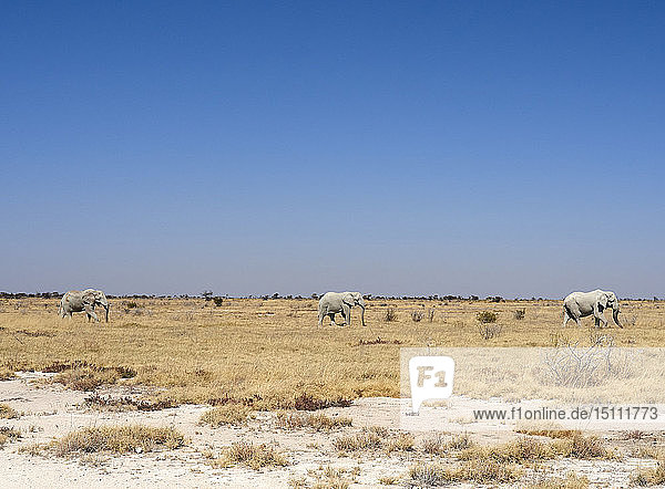 Afrika  Namibia  Halali  Etoscha-Nationalpark  Savanne mit einer Gruppe wandernder Elefanten