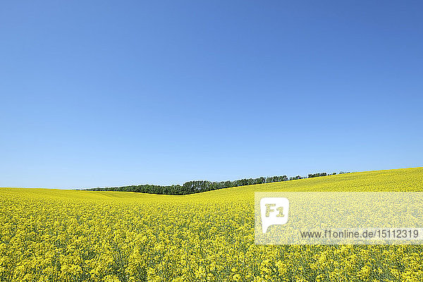 Germany  Mecklenburg-Western Pomerania  Rugen  flowering rape field