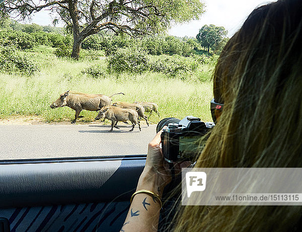 Südafrika  Mpumalanga  Krüger-Nationalpark  Frau  die eine Warzenschweinfamilie aus einem Auto heraus fotografiert