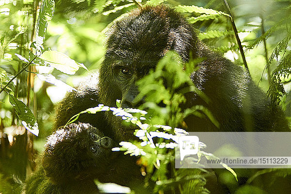 Afrika  Uganda  Bwindi Undurchdringlicher Wald  Mumie und Gorillababy im Wald