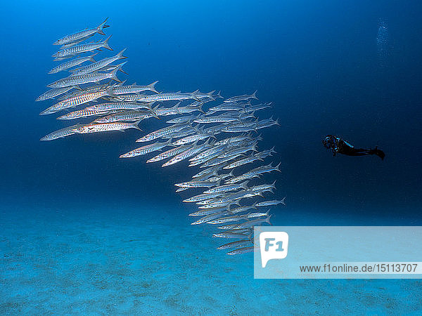 Palau  Koror  diver with school of barracudas