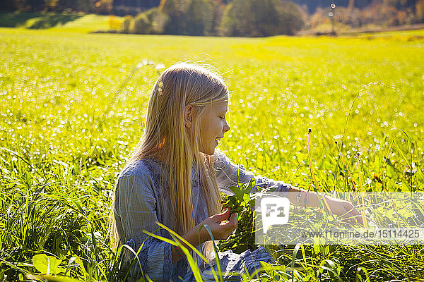 Girl sitting in field with blowball
