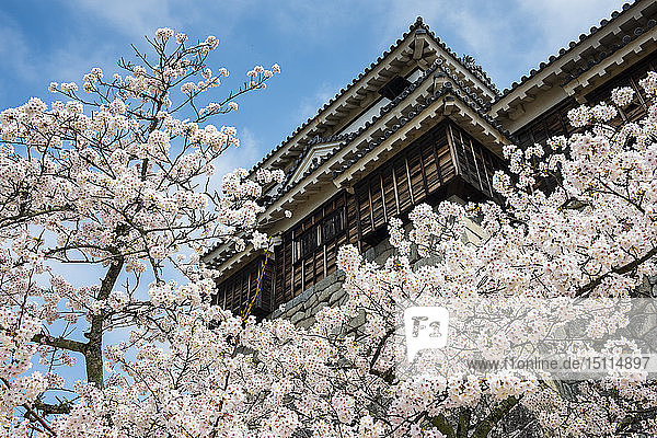 Japan  Shikoku  Matsuyama  Blick auf das Schloss Matsuyama mit Kirschblüten im Vordergrund