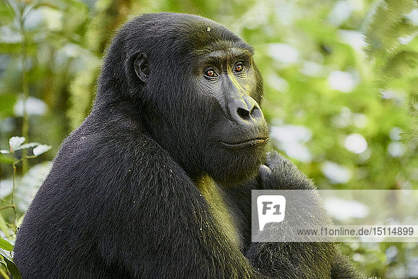 Afrika  Uganda  Undurchdringlicher Wald von Bwindi  Gorilla im Wald