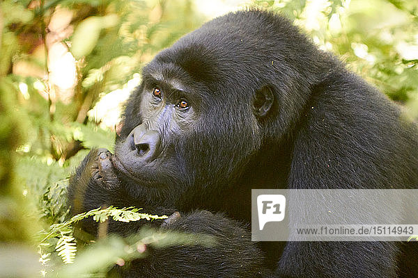 Afrika  Uganda  Undurchdringlicher Wald von Bwindi  Gorilla im Wald
