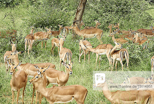 Südafrika  Mpumalanga  Krüger-Nationalpark  Gruppe von Impalas im Busch