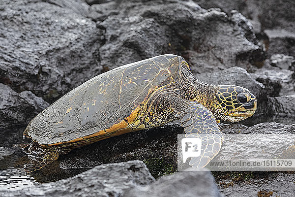USA  Hawaii  Big Island  Grüne Meeresschildkröte am schwarzen Sandstrand von Punalu'u